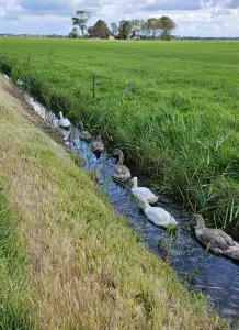 Leentje 03 Zwaankleefaan